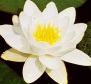 Reinigungstechnik,  Naturwasser Beckenreiniger Emskirchen, Blume